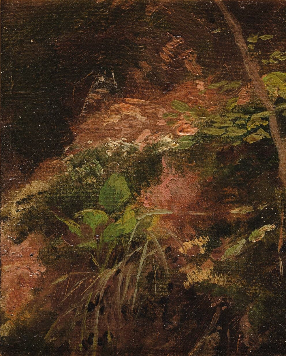 Forest Floor